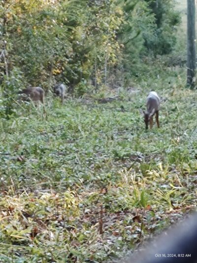 Leach Homestead campground - Johnston, SC