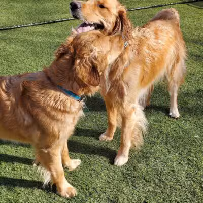 Jonesville Puppy Paradise - Jonesville,