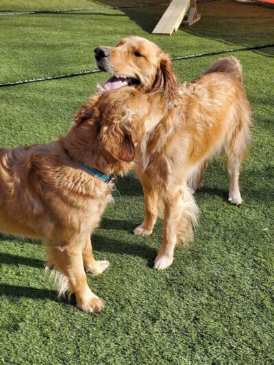 Jonesville Puppy Paradise - Jonesville,