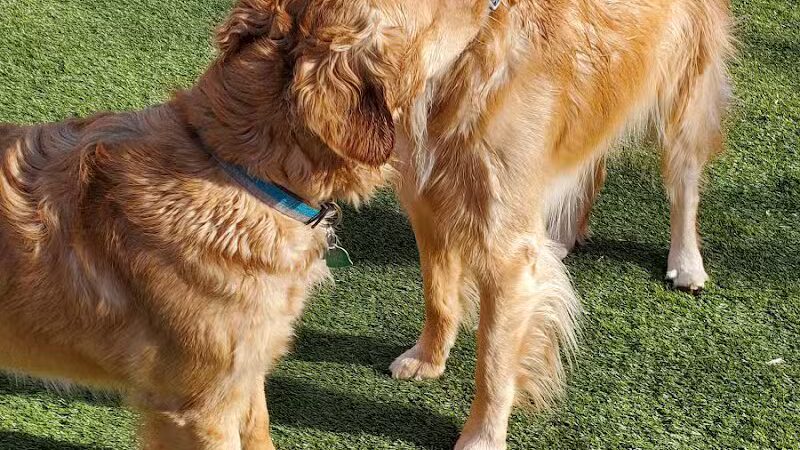 Jonesville Puppy Paradise - Jonesville,