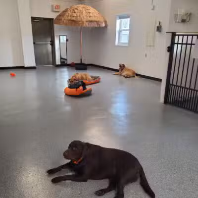 Jonesville Puppy Paradise - Jonesville,