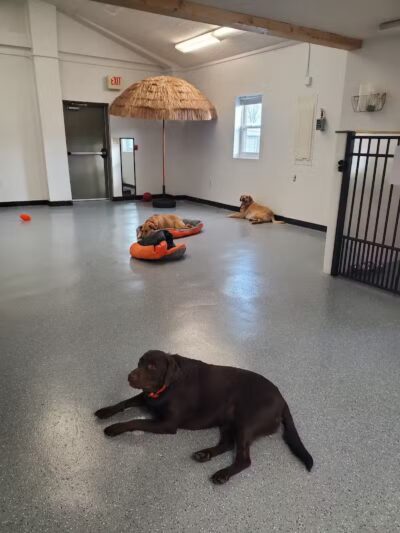 Jonesville Puppy Paradise - Jonesville,