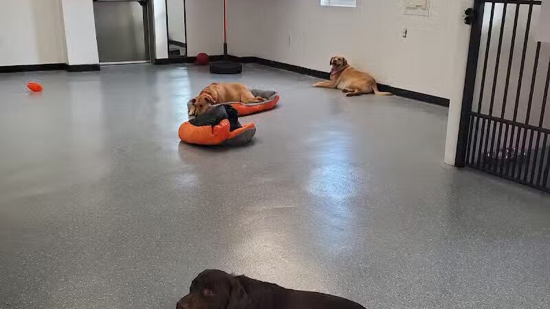 Jonesville Puppy Paradise - Jonesville,