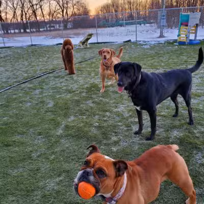 Jonesville Puppy Paradise - Jonesville,