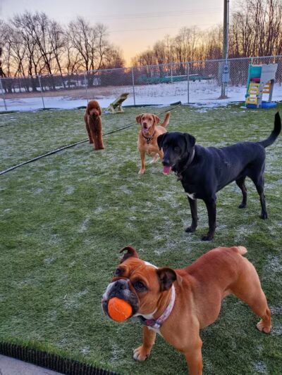 Jonesville Puppy Paradise - Jonesville,