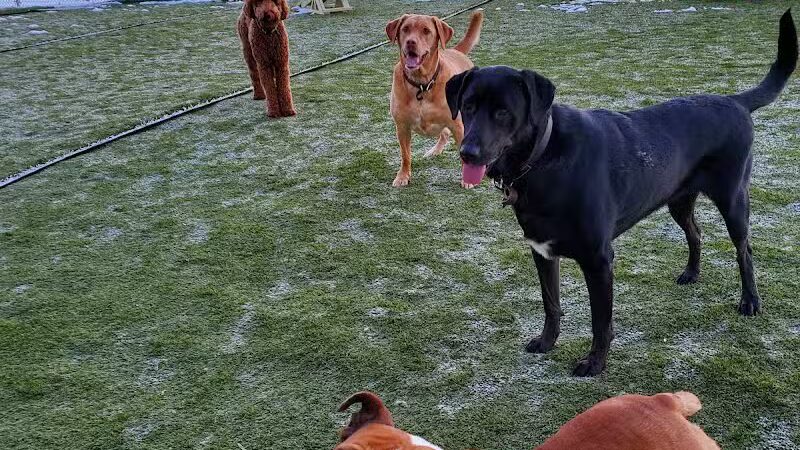 Jonesville Puppy Paradise - Jonesville,