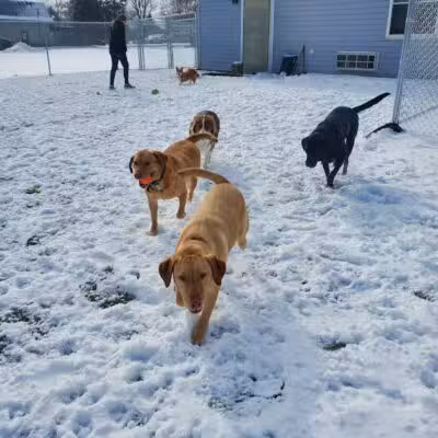 Jonesville Puppy Paradise - Jonesville,