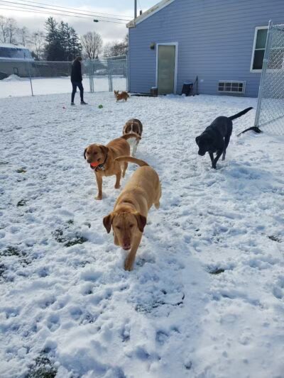 Jonesville Puppy Paradise - Jonesville,