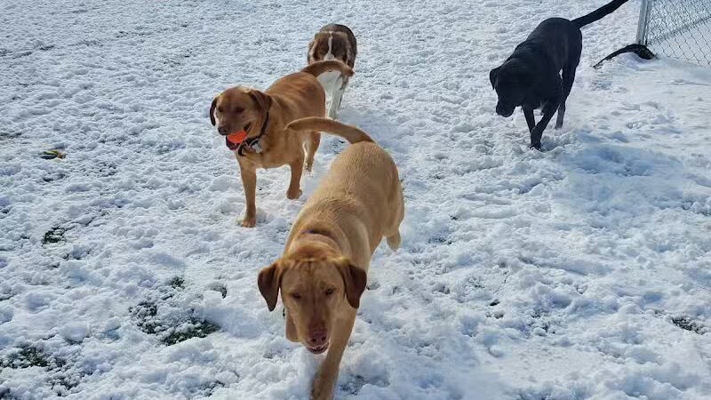 Jonesville Puppy Paradise - Jonesville,