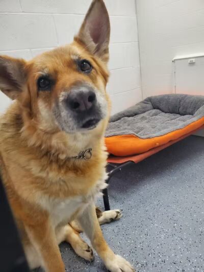 Jonesville Puppy Paradise - Jonesville,