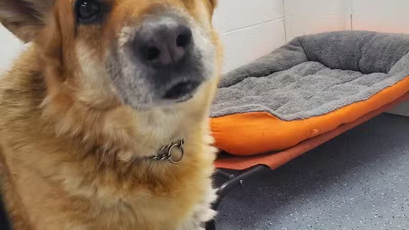 Jonesville Puppy Paradise - Jonesville,