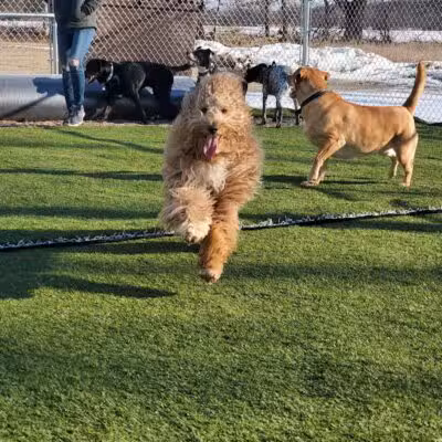 Jonesville Puppy Paradise - Jonesville,