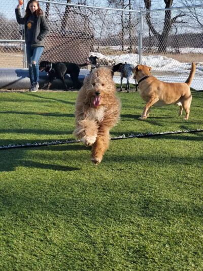 Jonesville Puppy Paradise - Jonesville,