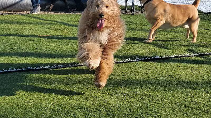 Jonesville Puppy Paradise - Jonesville,