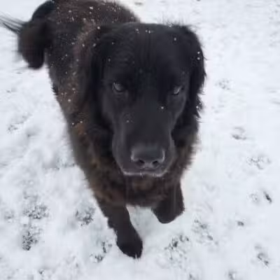 Jonesville Puppy Paradise - Jonesville,