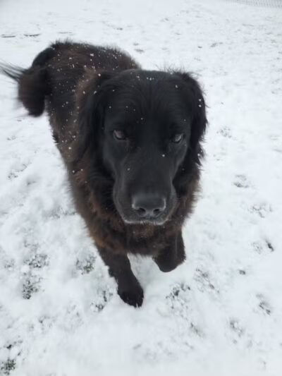 Jonesville Puppy Paradise - Jonesville,