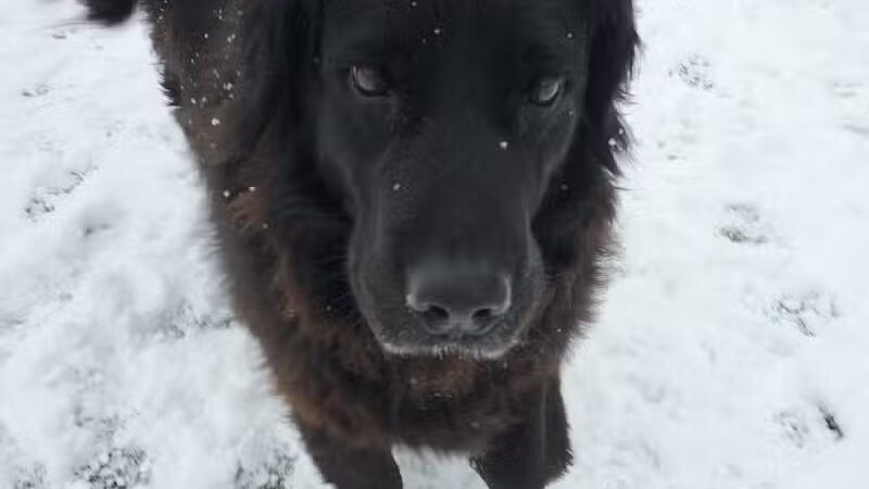 Jonesville Puppy Paradise - Jonesville,