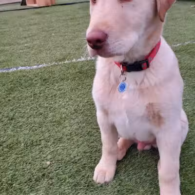 Jonesville Puppy Paradise - Jonesville,