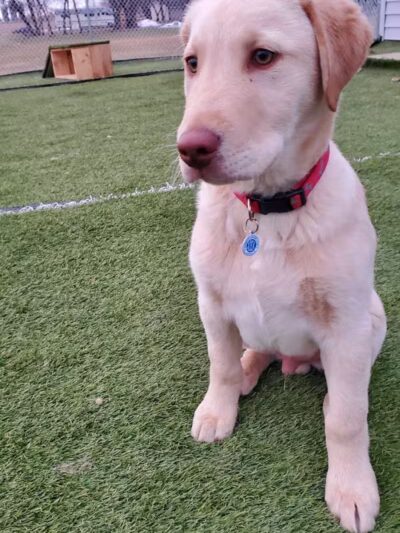 Jonesville Puppy Paradise - Jonesville,