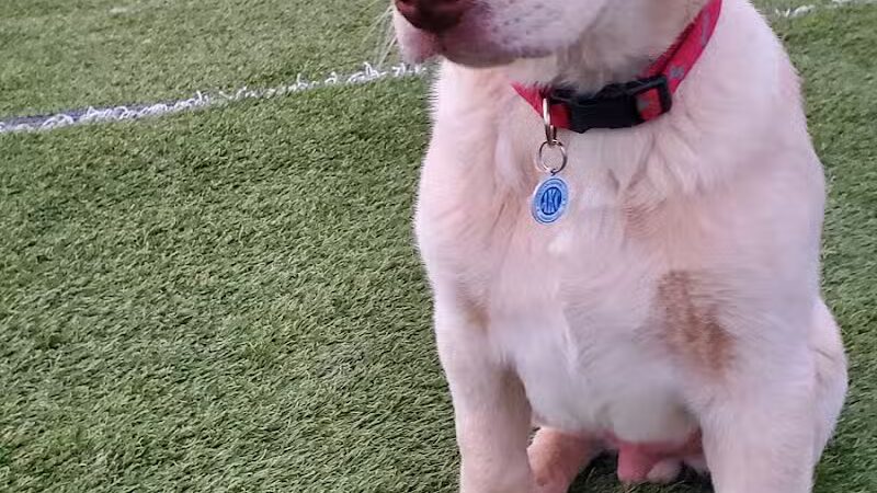 Jonesville Puppy Paradise - Jonesville,