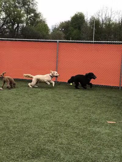 Jonesville Puppy Paradise - Jonesville,