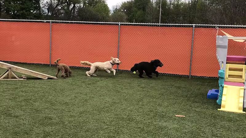 Jonesville Puppy Paradise - Jonesville,