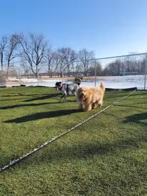 Jonesville Puppy Paradise - Jonesville,