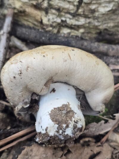 Holly Grove Park - Juliette, GA