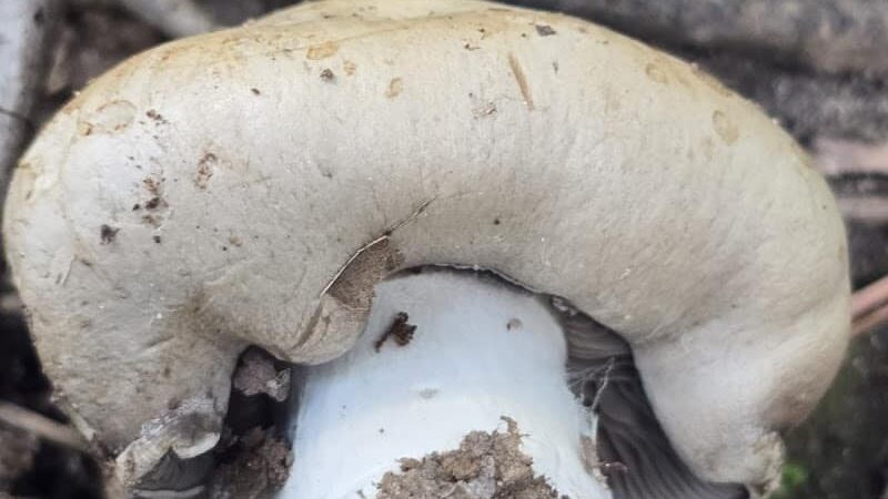 Holly Grove Park - Juliette, GA