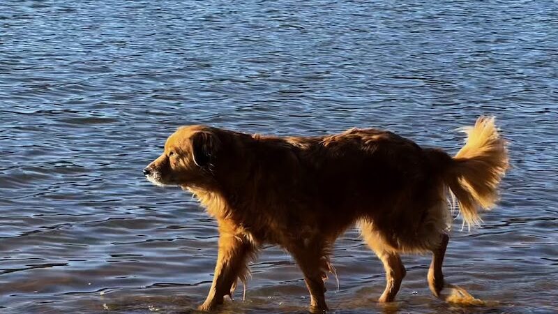 Holly Grove Park - Juliette, GA