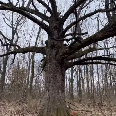 Blanche Hull Park - Kalamazoo,