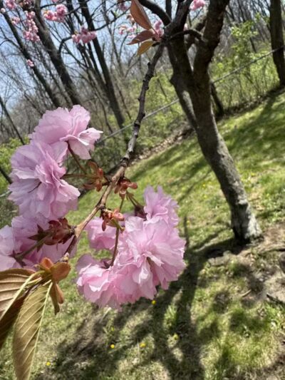 Blanche Hull Park - Kalamazoo,