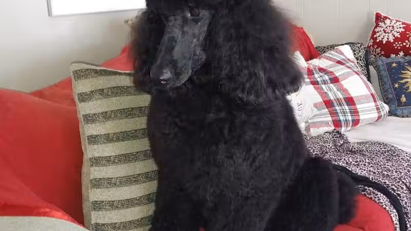 Camp Fido on the Knoll - Kalamazoo,