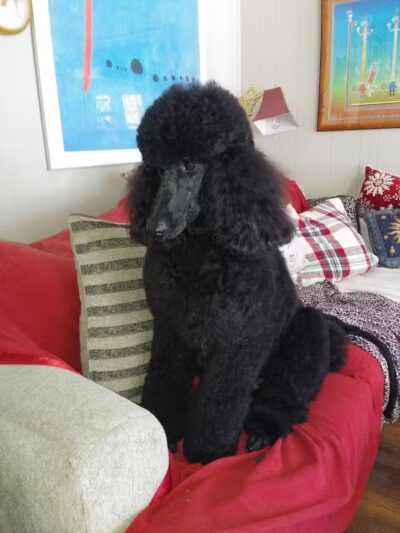 Camp Fido on the Knoll - Kalamazoo,