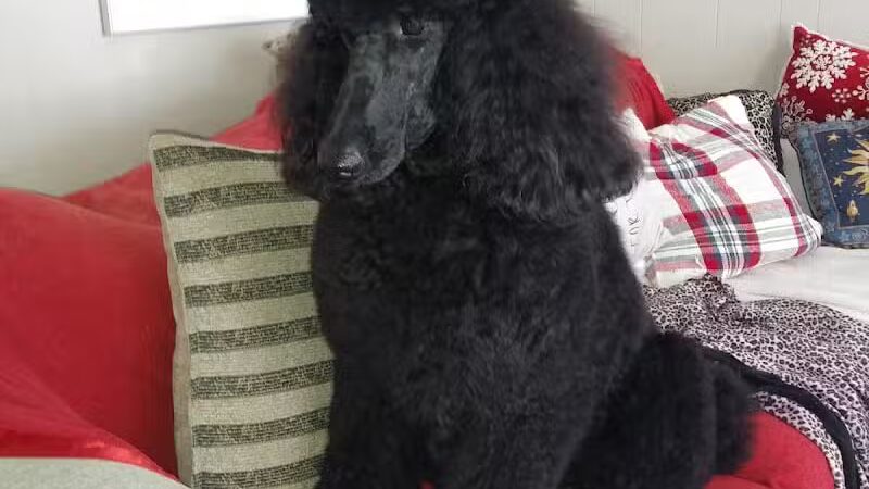 Camp Fido on the Knoll - Kalamazoo,