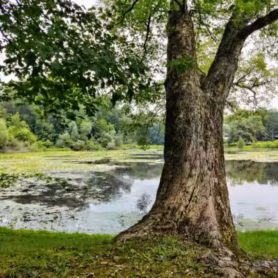 Cooper Park - Kalamazoo,