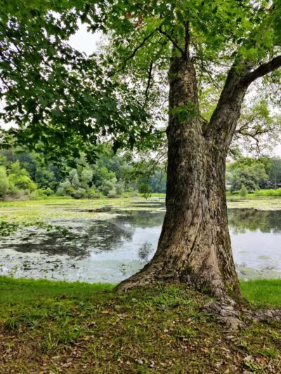 Cooper Park - Kalamazoo,