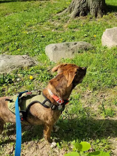 Cooper Park - Kalamazoo,