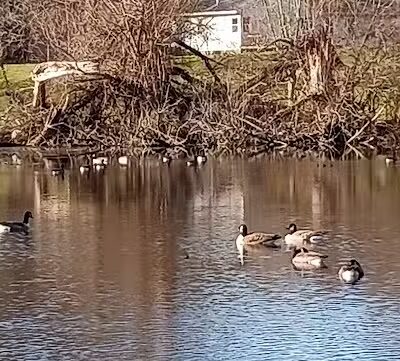 Cooper Park - Kalamazoo,