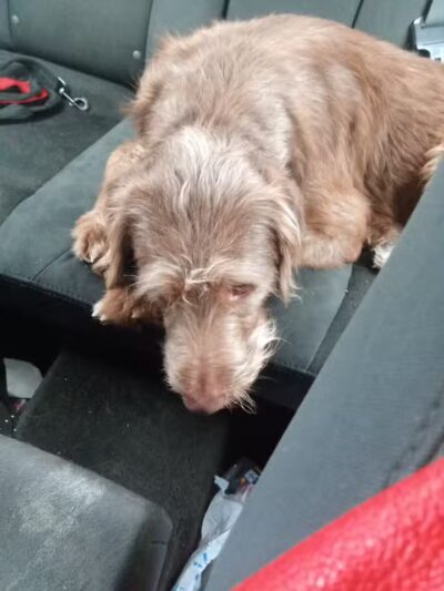 Dog Park at Love's Travel Stops - Kalamazoo,