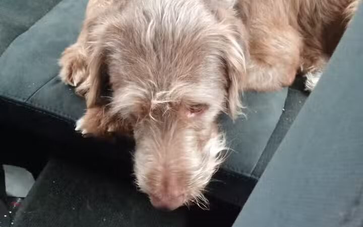 Dog Park at Love's Travel Stops - Kalamazoo,