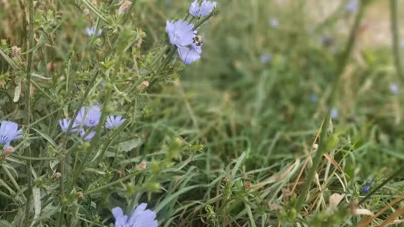 Emerald Drive Park - Kalamazoo,