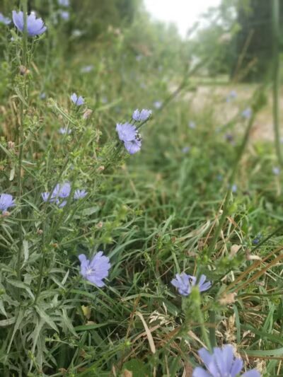 Emerald Drive Park - Kalamazoo,