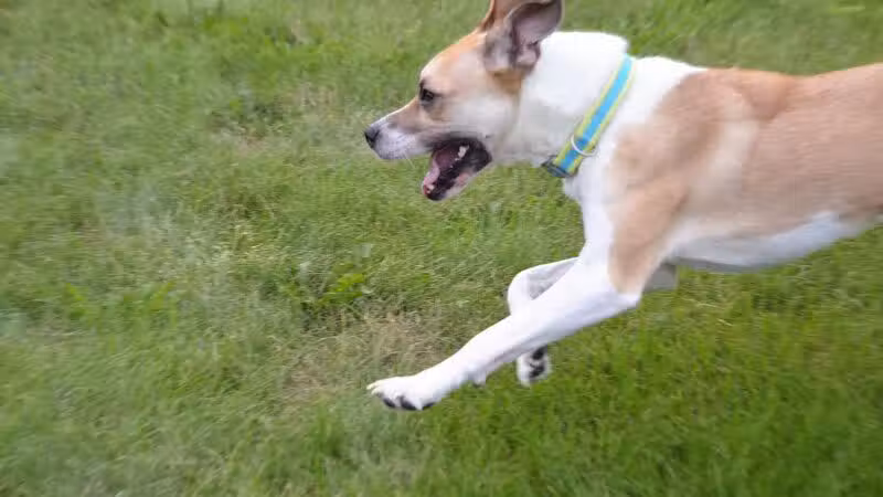 Fairmount Dog Park - Kalamazoo,