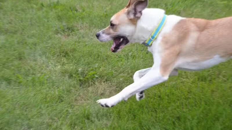 Fairmount Dog Park - Kalamazoo,