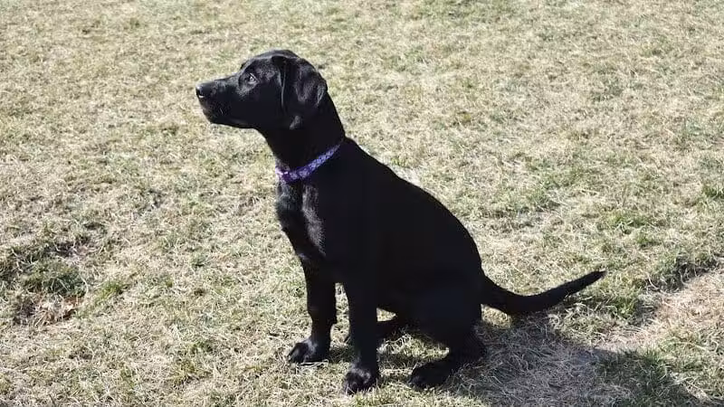 Fairmount Dog Park - Kalamazoo,