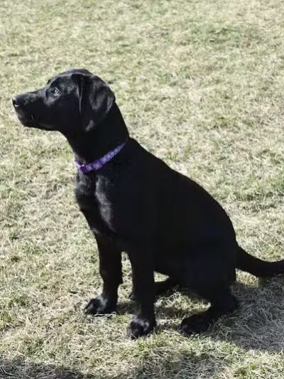 Fairmount Dog Park - Kalamazoo,