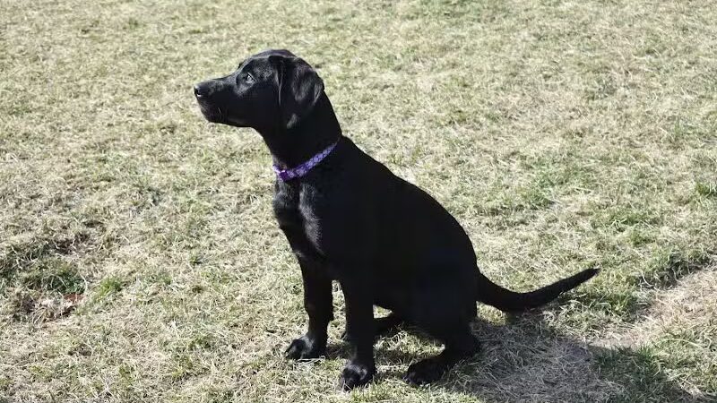 Fairmount Dog Park - Kalamazoo,