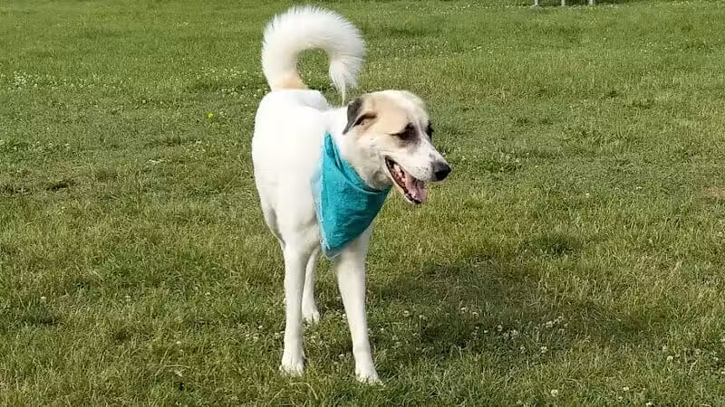Fairmount Dog Park - Kalamazoo,
