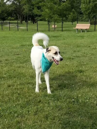 Fairmount Dog Park - Kalamazoo,